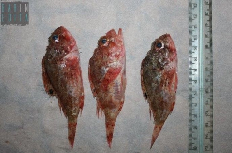 Bari, al mercato pesci "mignon" di pochi centimetri: �Cos� per� si spopola il mare�